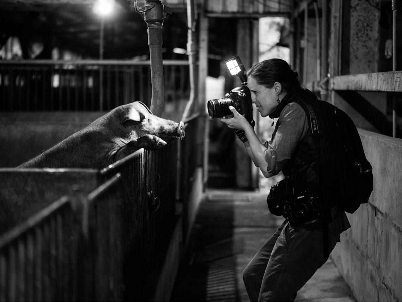 Jo-Anne McArthur photographing hog in pen.