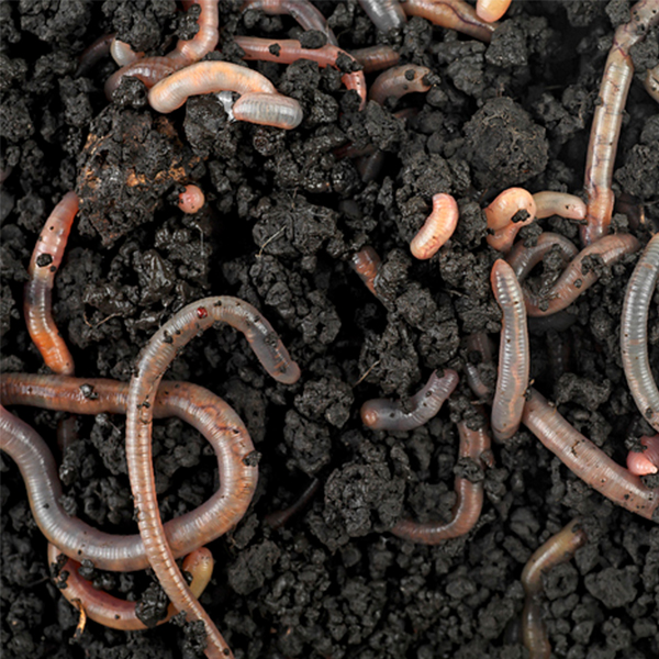 Earthworms living in healthy black soil