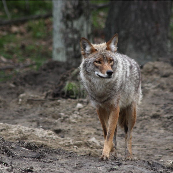 Coyote walking through a park in Quebec