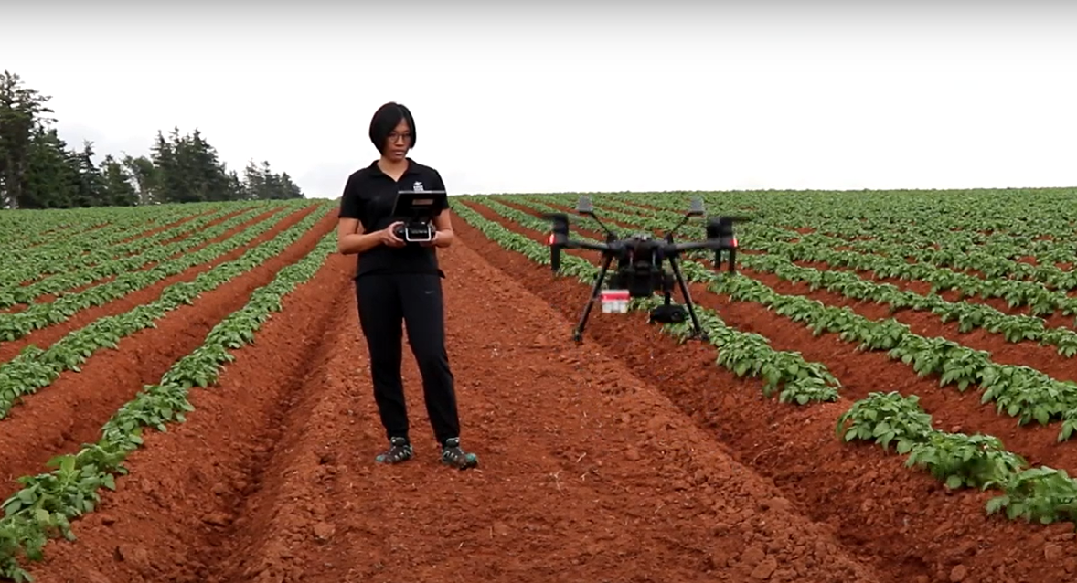 Stephanie Arnold flying drone in potato field.