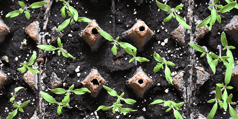 Tomato seedlings seen from above