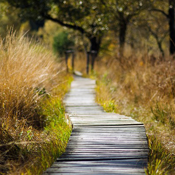 Walking trail through trees and tall grasses