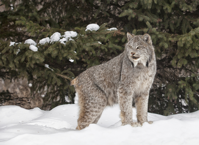 Shown is a colour photograph of a large grey cat standing in snow.