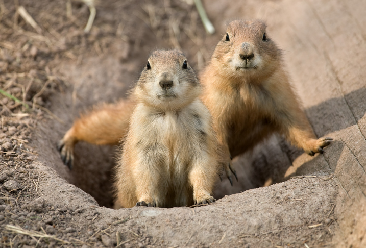 Shown is a colour photograph of two small, furry animals climbing out of a hole and looking at the camera.