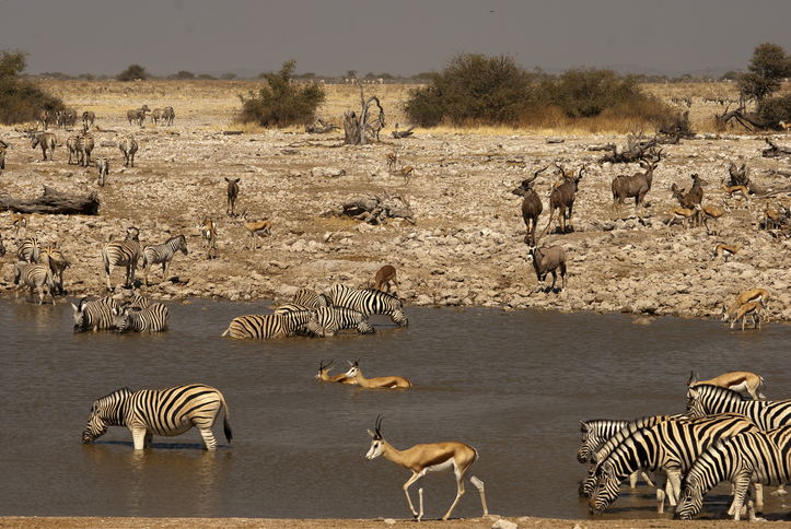 Shown is a colour photograph of several different sorts of animals in and around a body of water in a dry landscape. 
