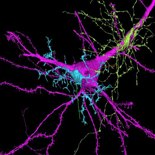 Shown is an artistic rendering of coloured nerve cells.