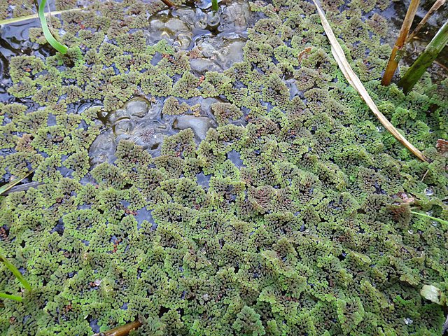 Shown is a colour photograph of Azolla ferns on the surface of a rice field.