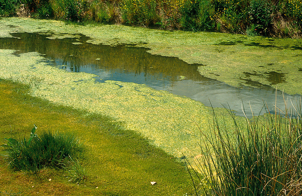 Shown is a colour photo of blue green algae blooming on opposite sides of a river.