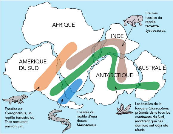 Une carte des continents méridionaux de la Terre est illustrée avec des couleurs indiquant l’emplacement de preuves fossiles.