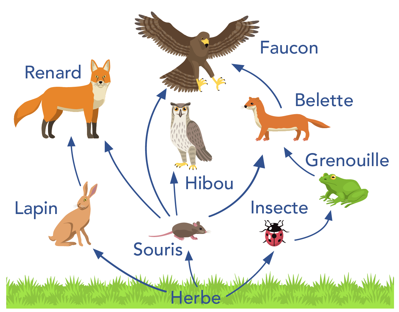 Shown is an illustration of several different types of animals, with a layer of grass at the very bottom. Arrows with direction indicators connect the animals to each other and to the grass.