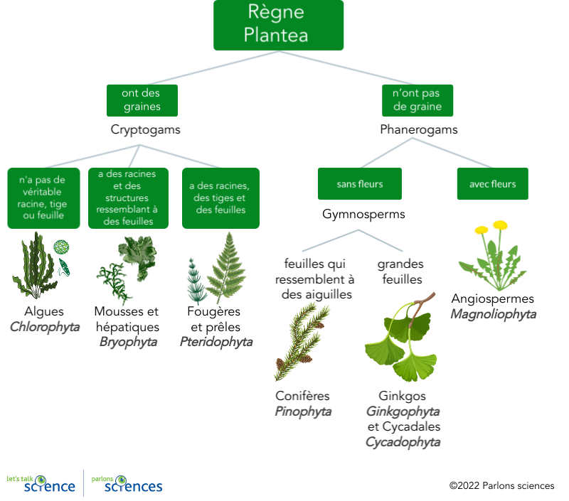 Divisions des plantes avec des exemples.