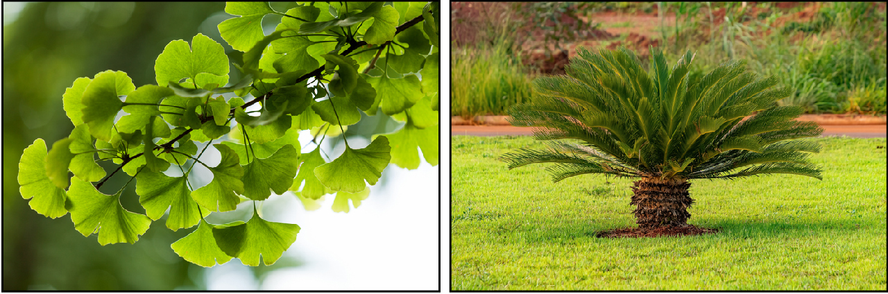 Shown are two colour photos. On the left are ginkgo leaves. On the right is a cycad growing on a green grassy field.