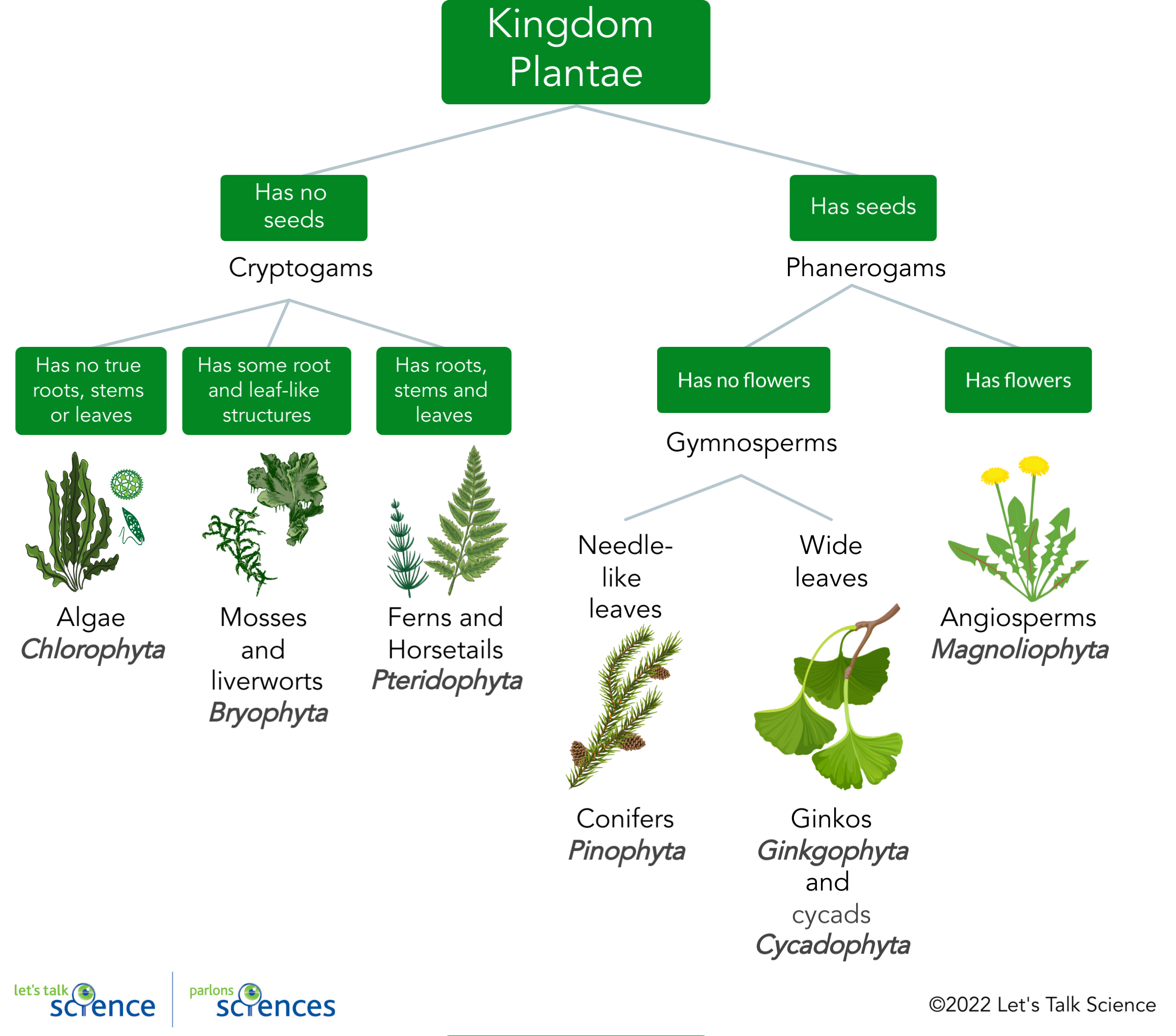 Shown is a colour flowchart of divisions within the plant kingdom with examples from each.