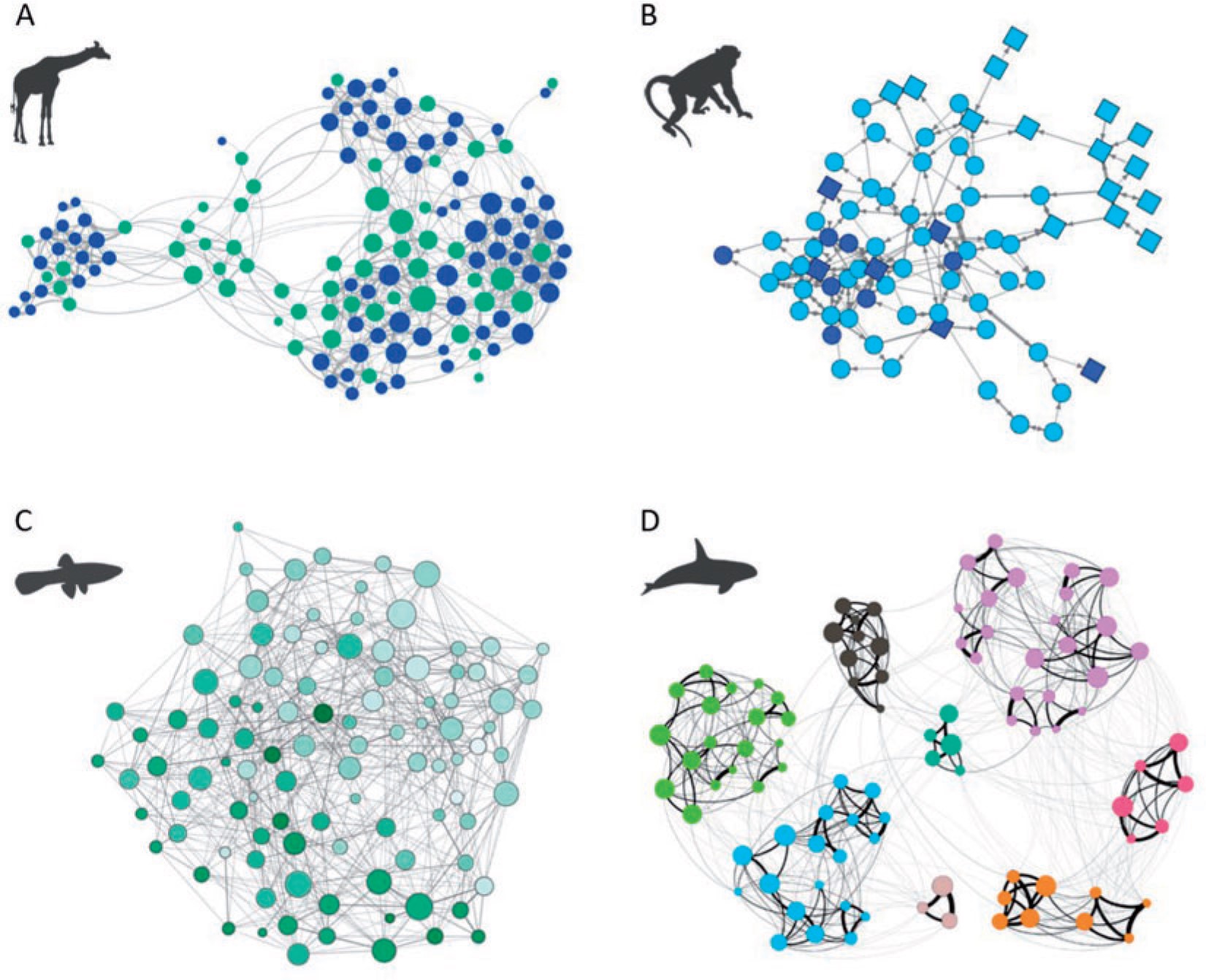 Shown are four different animals, with coloured representations of their social networks next to them. The four animals are a giraffe, a rhesus macaques, a Trinidadian guppy, and an orca.