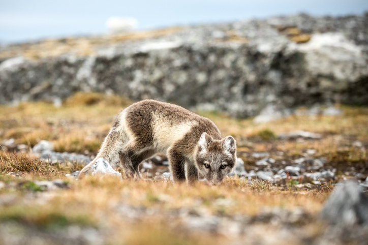 Shown is a colour photograph of an arctic fox in the arctic summer.