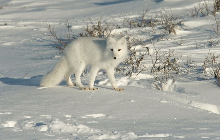 Shown is a colour photograph of an arctic fox in the winter.