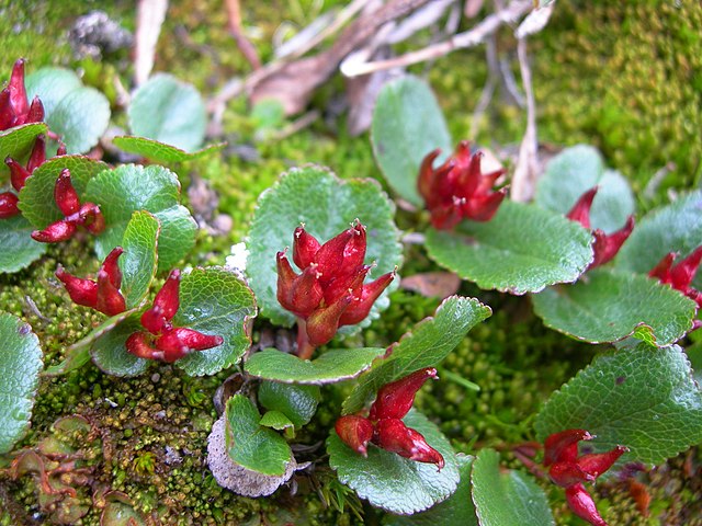 Shown is a colour photograph of a small patch of dwarf willow about to flower.