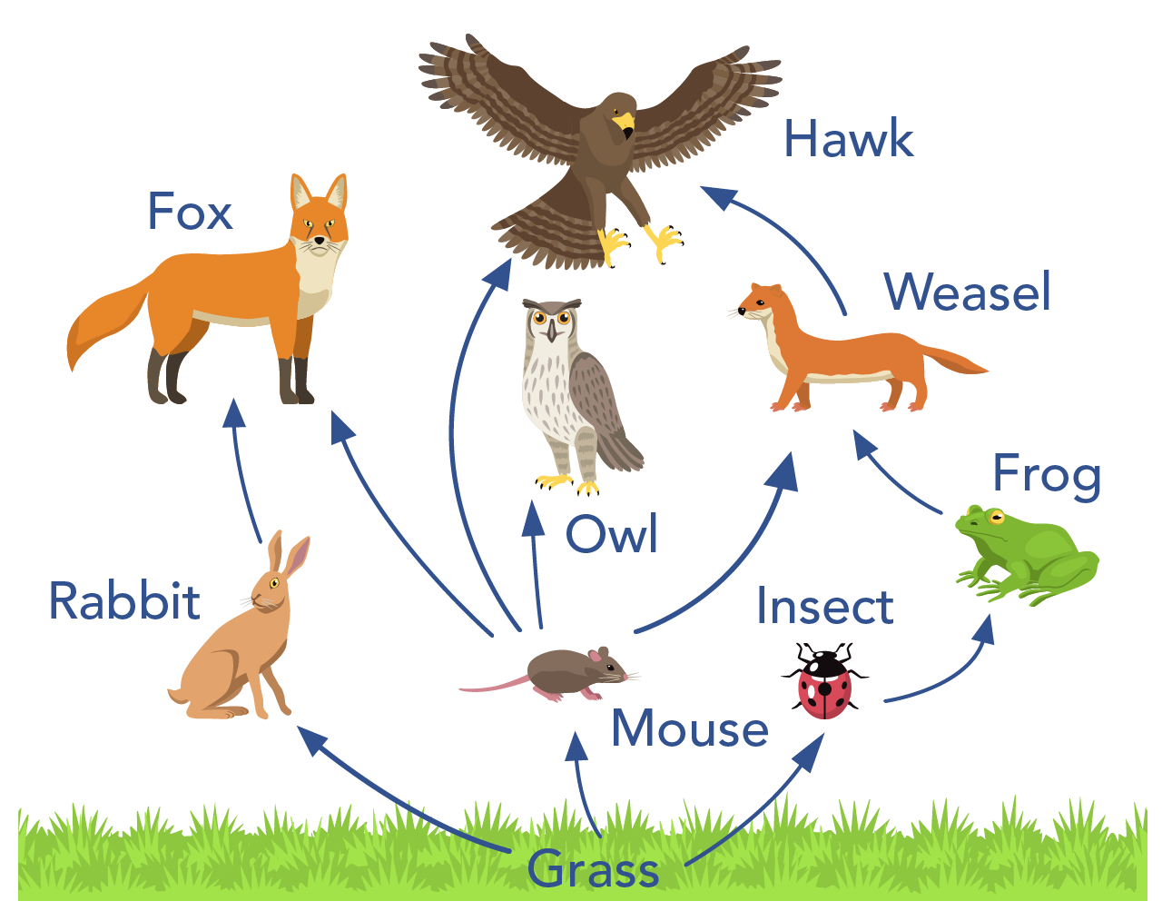 Shown is an illustration of several different types of animals, with a layer of grass at the very bottom. Arrows with direction indicators connect the animals to each other and to the grass.