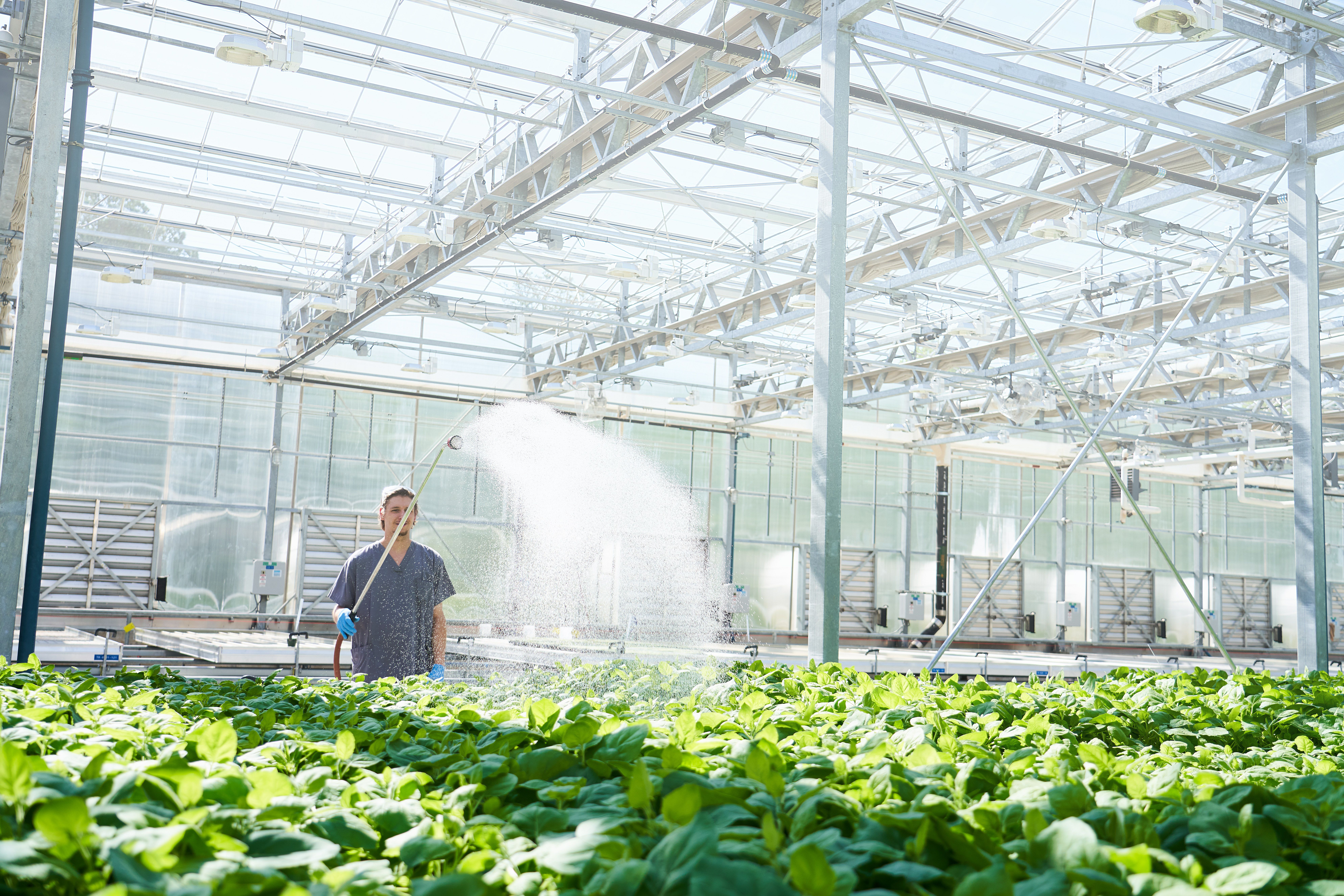 Shown is a colour photograph of a person spraying rows of green plants in a sun-filled building.