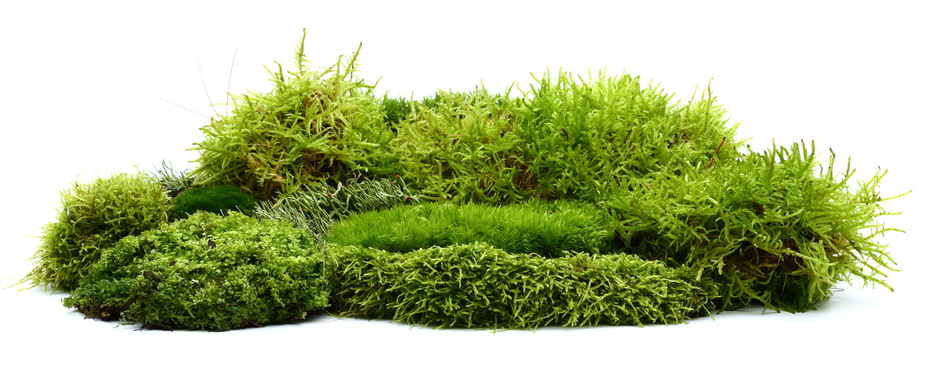 Shown is a colour photo of an assortment of mosses against a white background. 