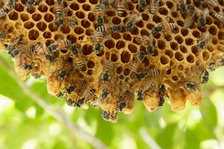 Shown is a beehive with several bees crawling over the surface.