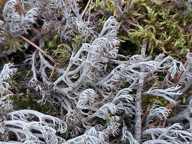 Shown is a colour photograph of a small patch of reindeer moss.