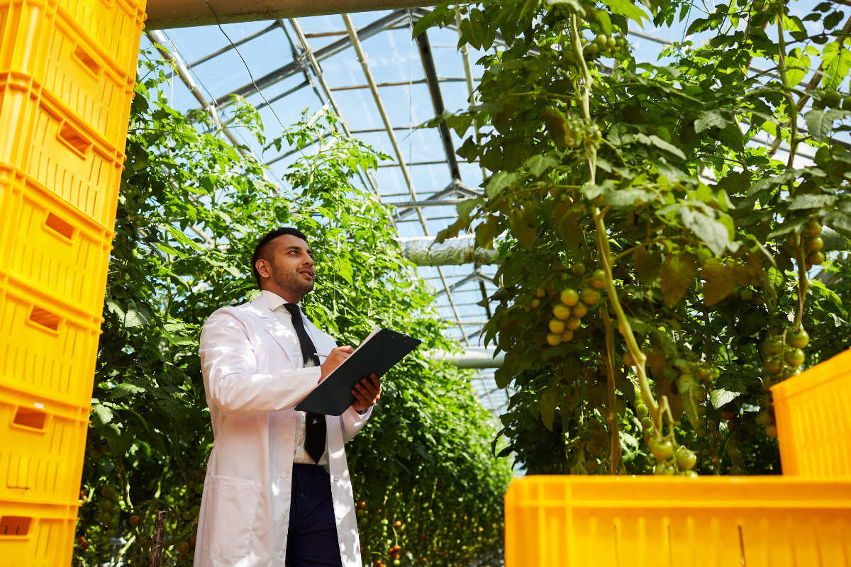 A scientist looking at a tomato plant