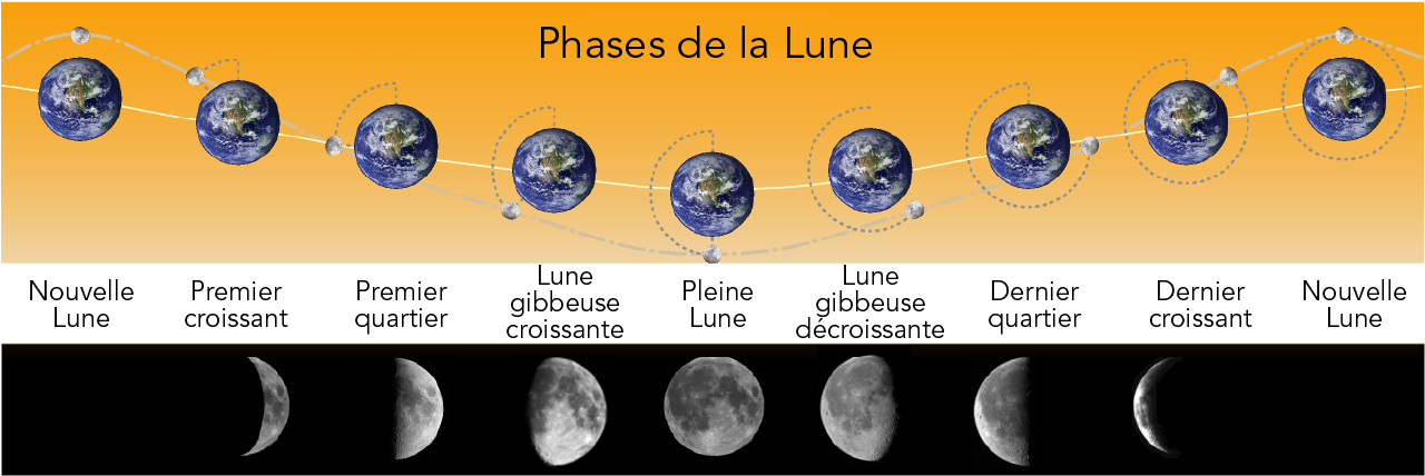 L’illustration en couleur montre comment la Lune tourne autour de la Terre et comment chaque phase apparaît dans le ciel la nuit.