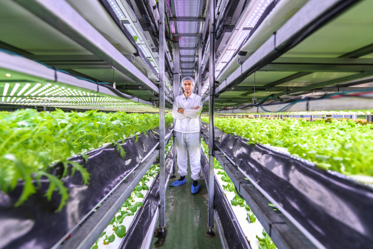 Researcher standing in vertical farm