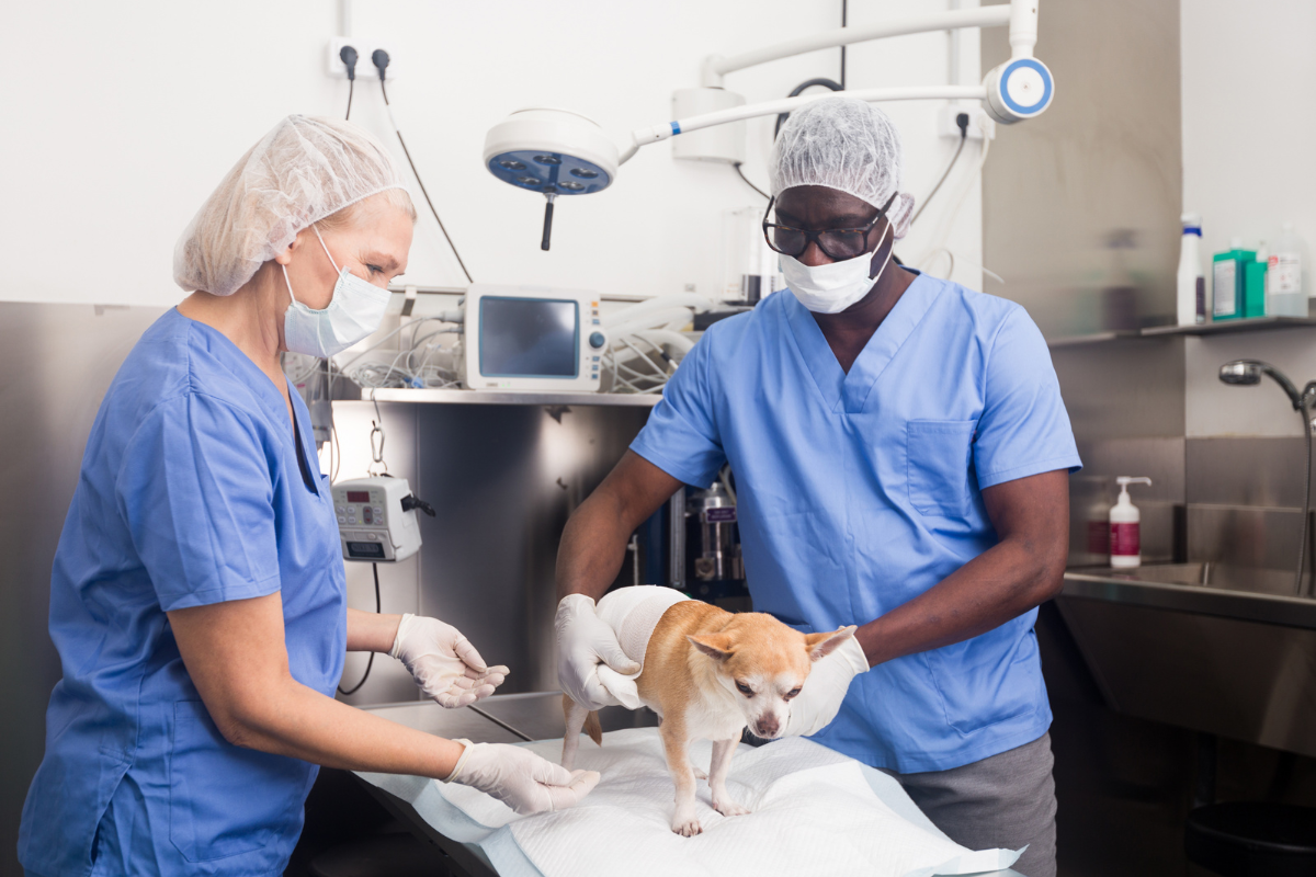 Veterinarians helping small dog