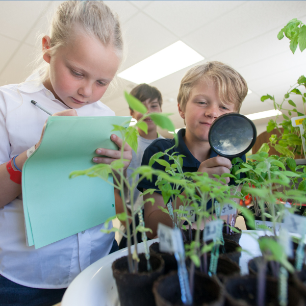 Students observing plants