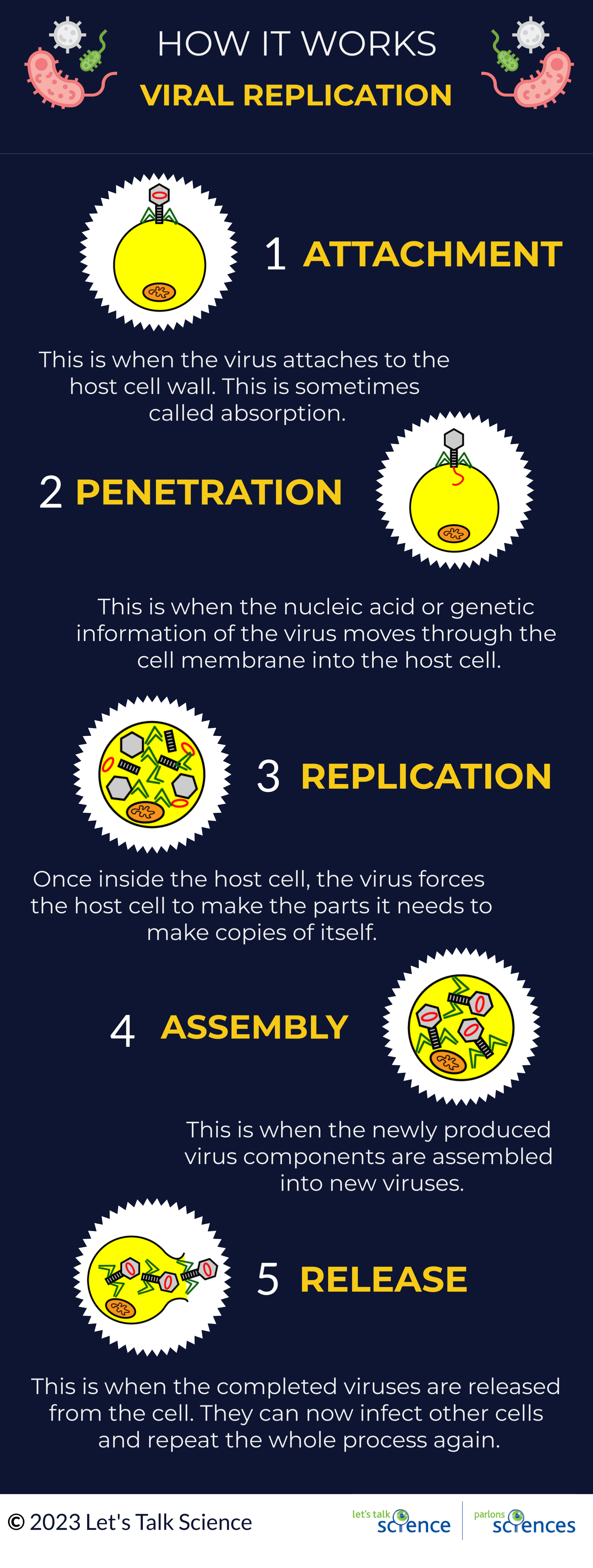 Introduction to Viruses
