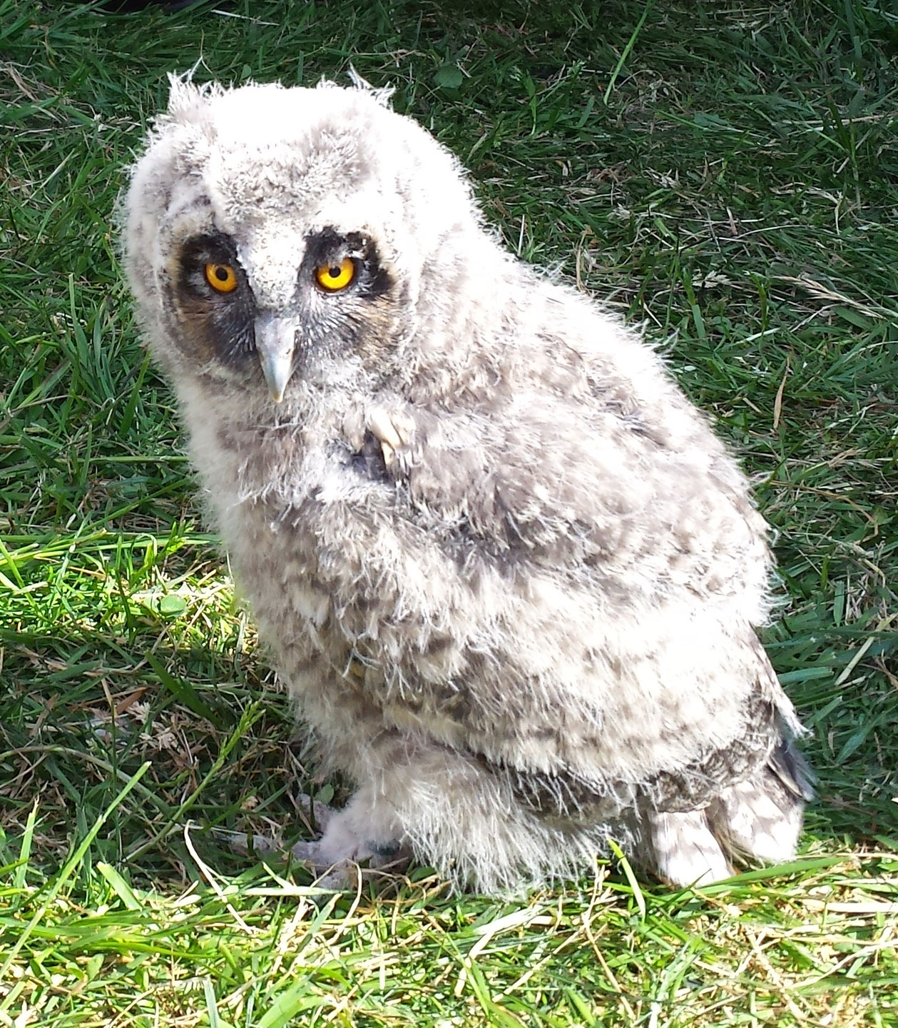 A short-eared Owl Chick pictured on grass