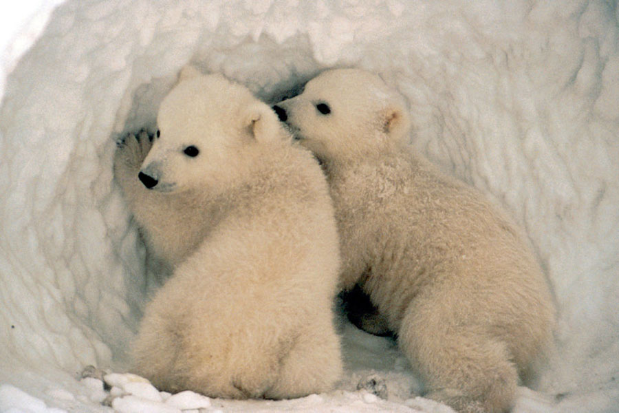 Two Polar Bear cubs in a snowy alcove