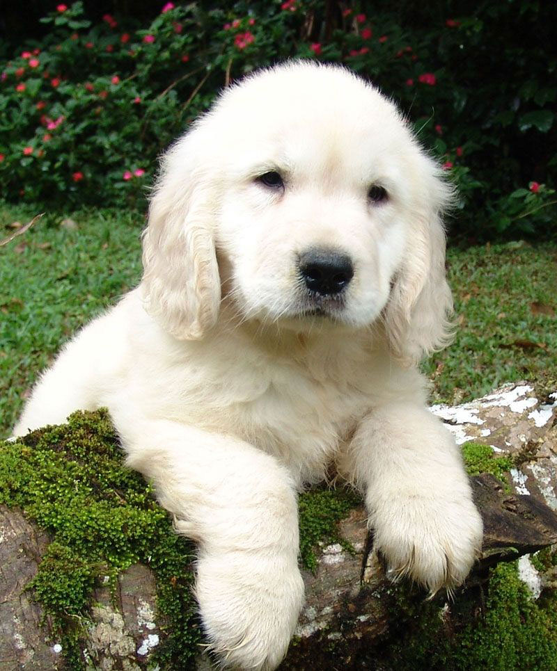A puppy on a mossy log