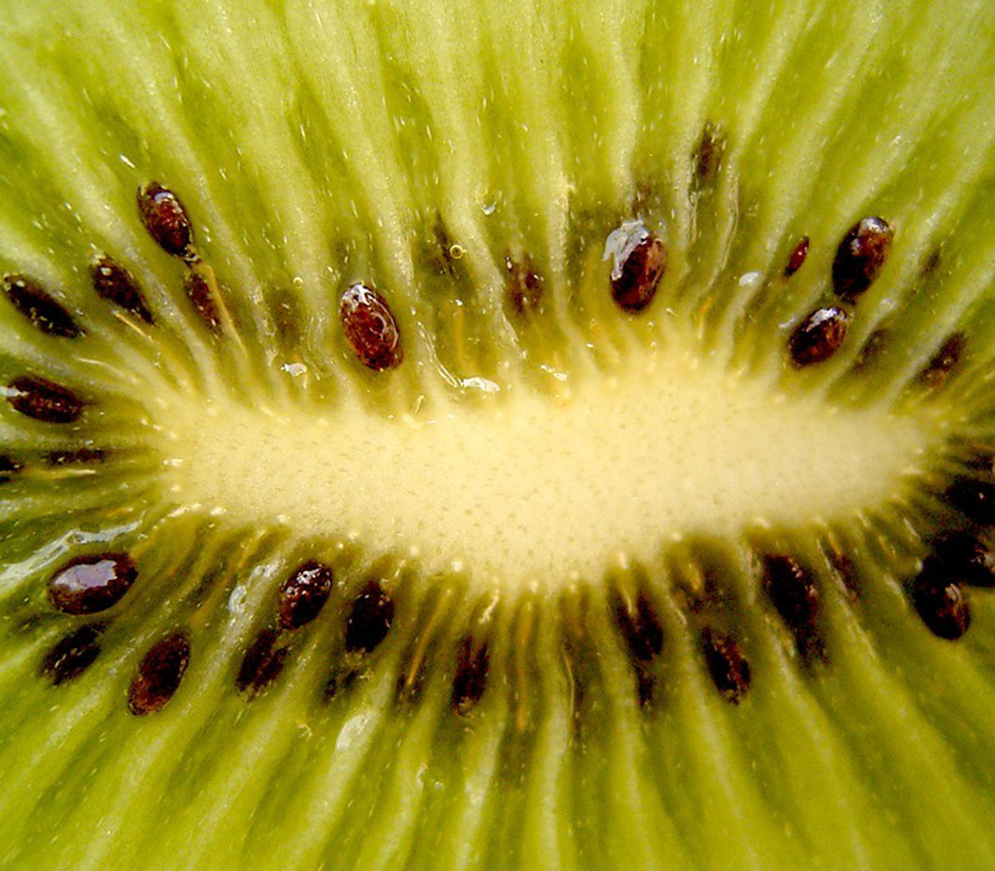 Kiwi Seeds
