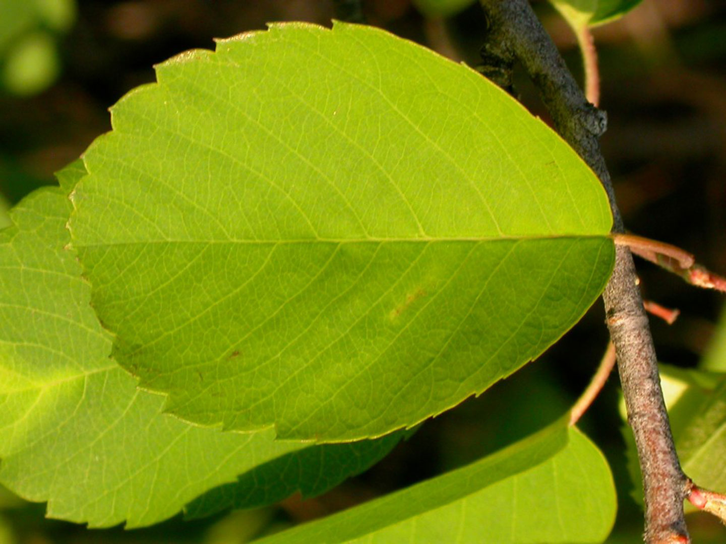 Alnifolia (Serviceberry) Leaf
