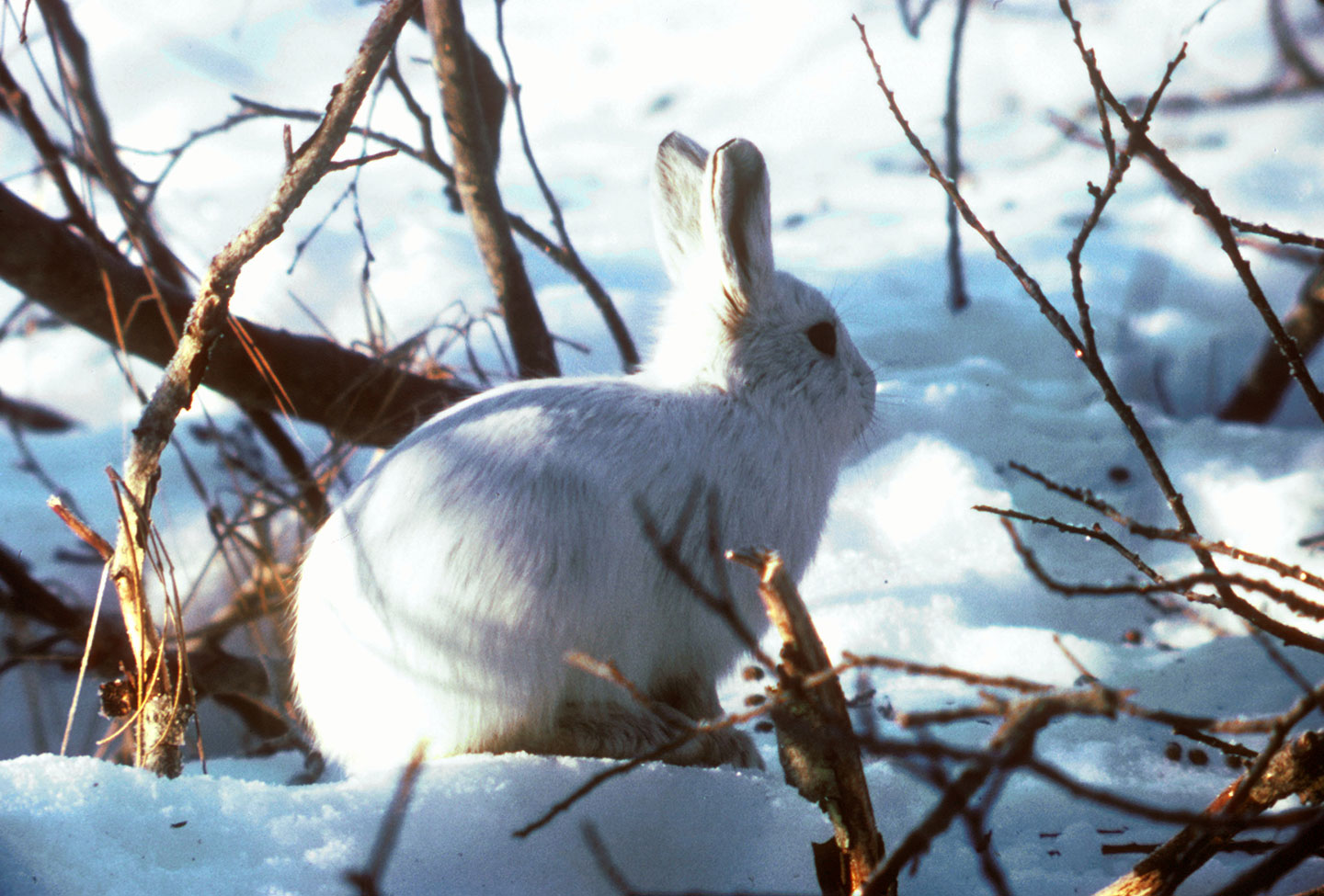 Arctic Hare Blending In With Snow