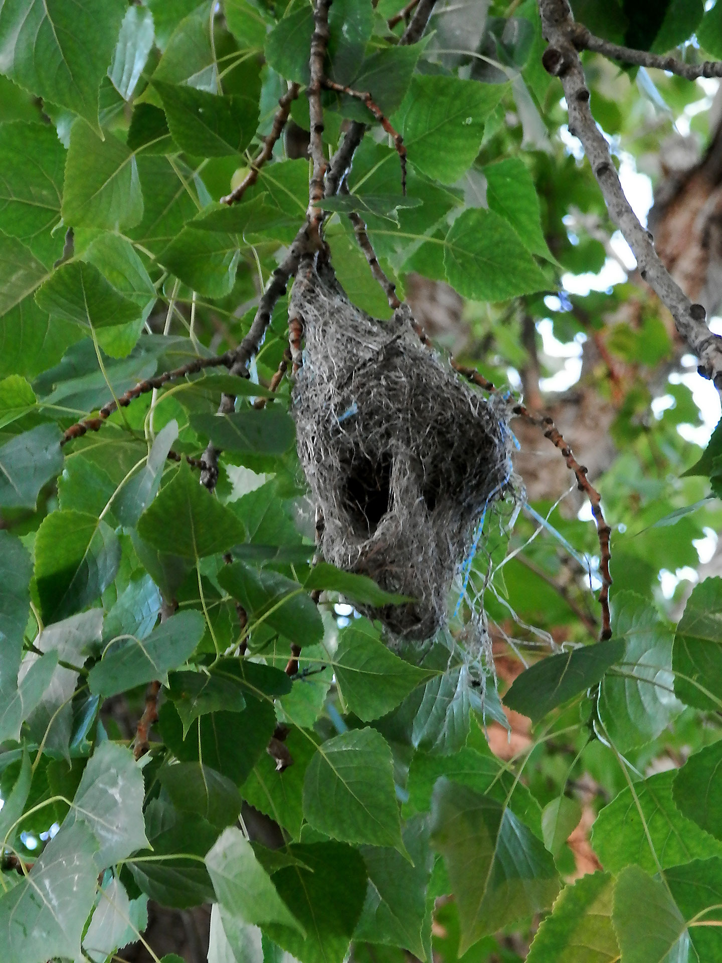 Enclosed Bird Nest