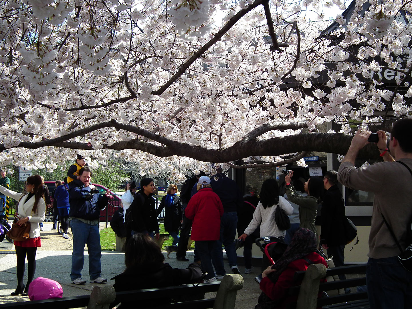 Attend a Cherry Blossom Festival