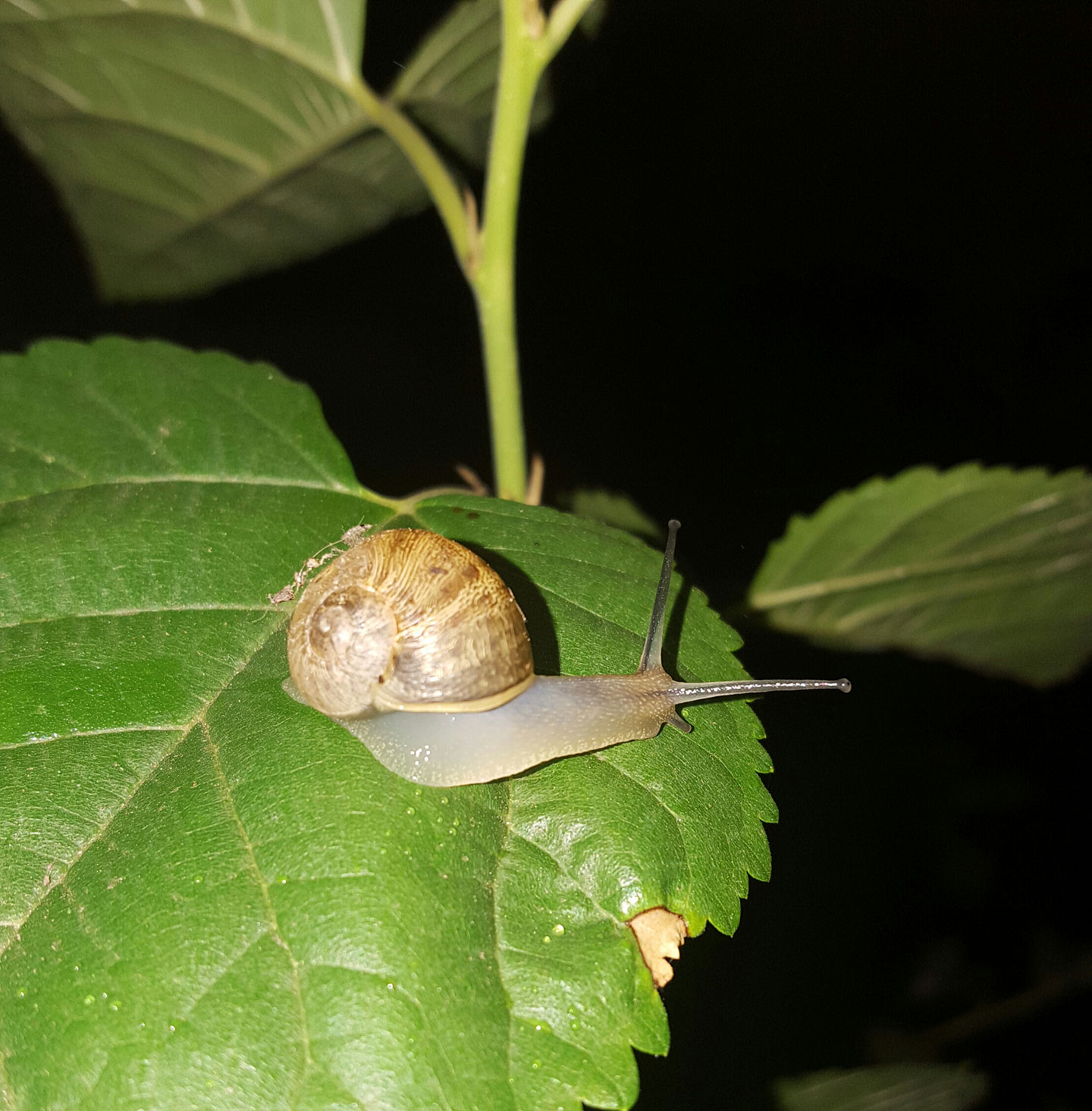Snails Hibernate