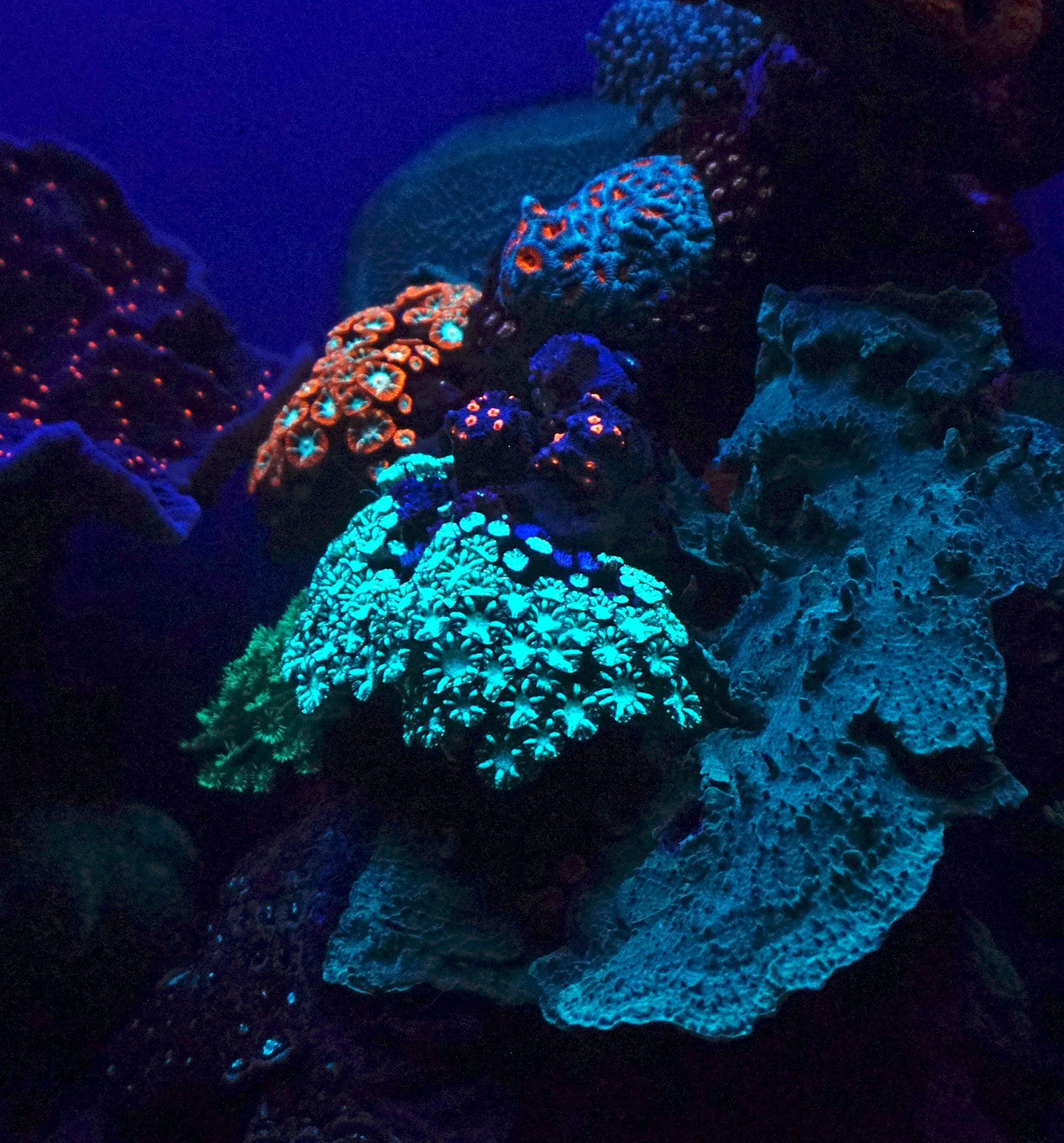 Flourescent Coral