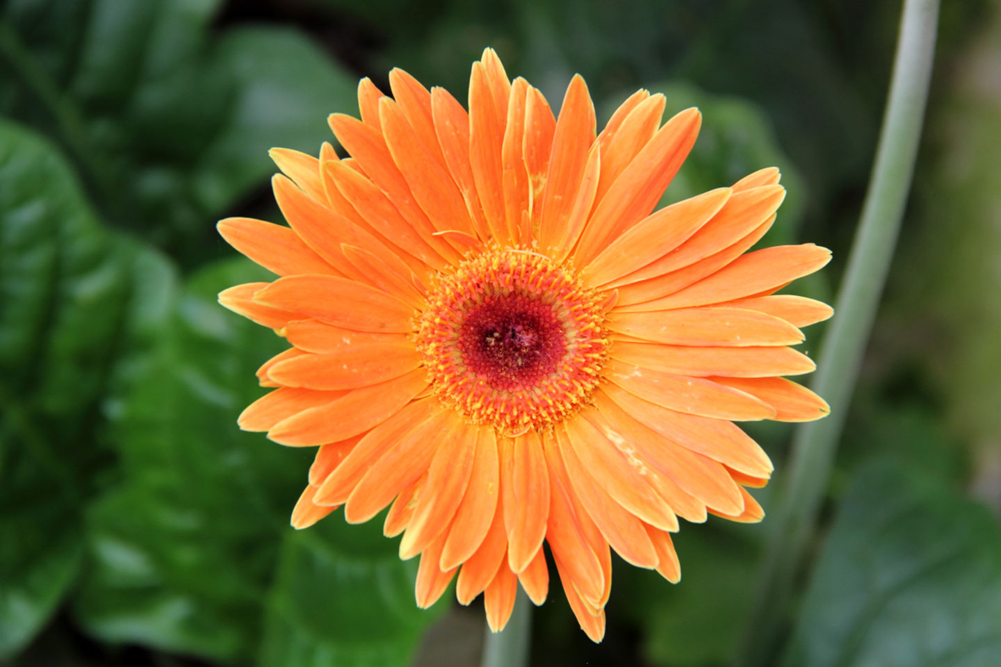 An orange Gerbera flower