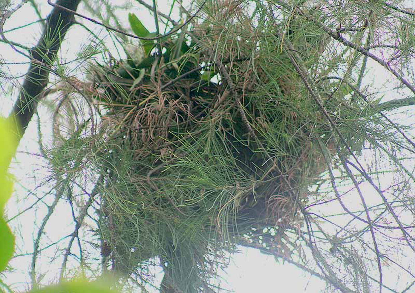 Crow Pheasant Nest