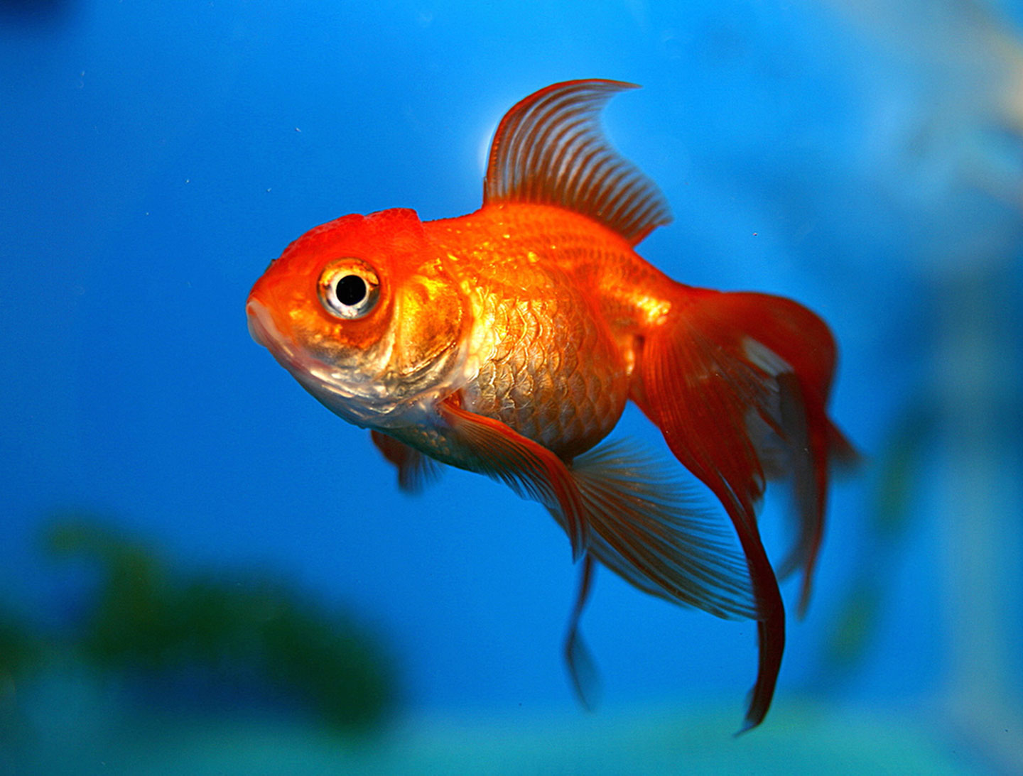 A goldfish 