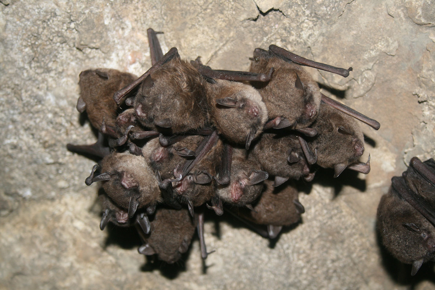 Bats Hibernate