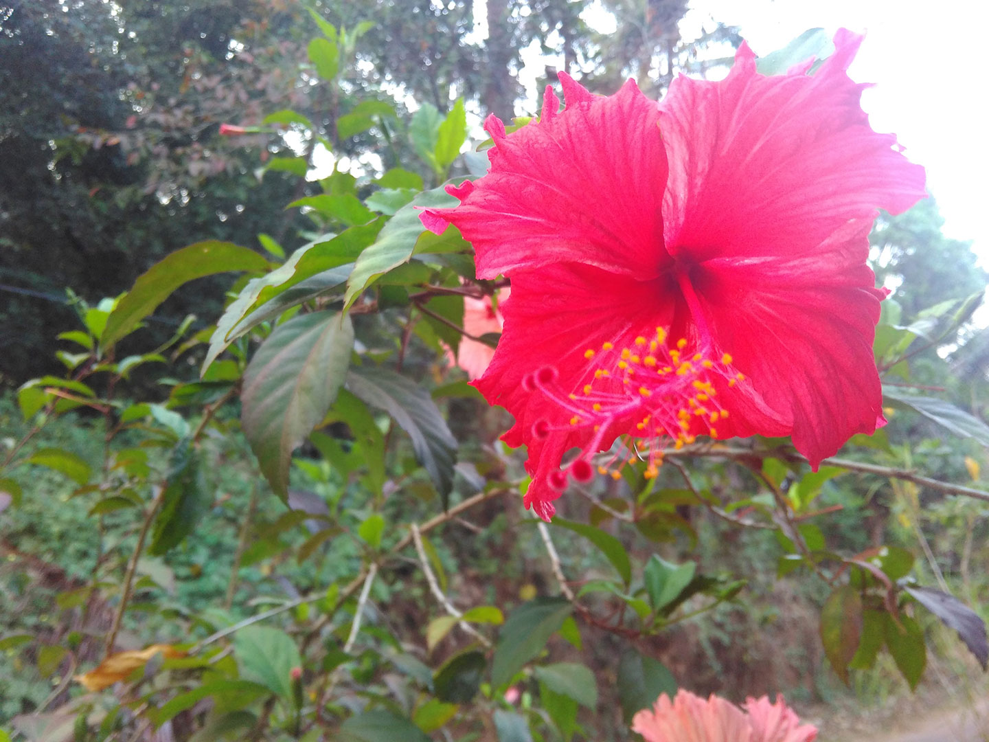 A large Hibiscus plant
