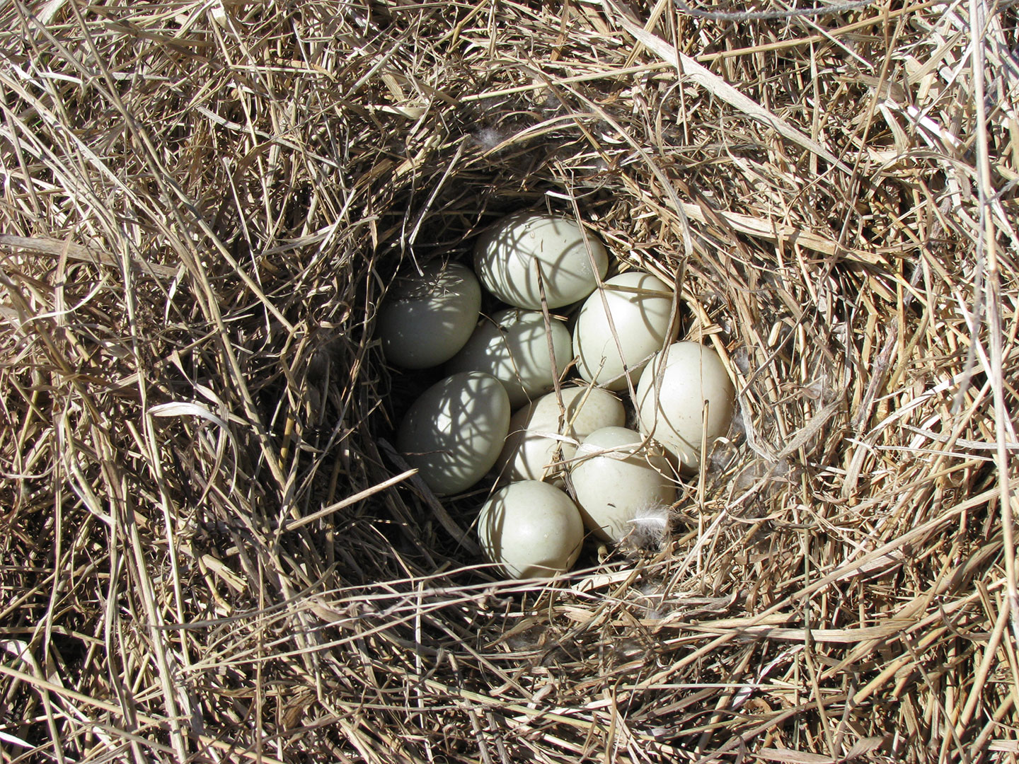 Mallard Ground Nest With Eggs