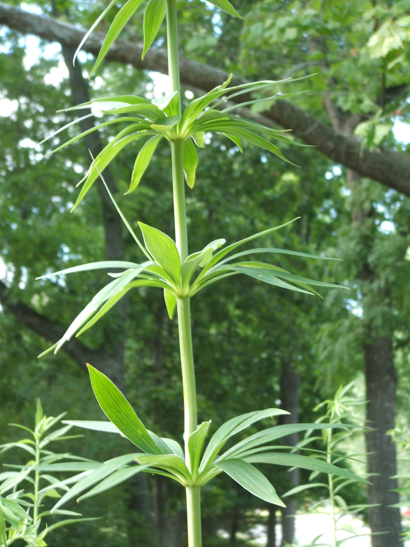 Stem And Leaves