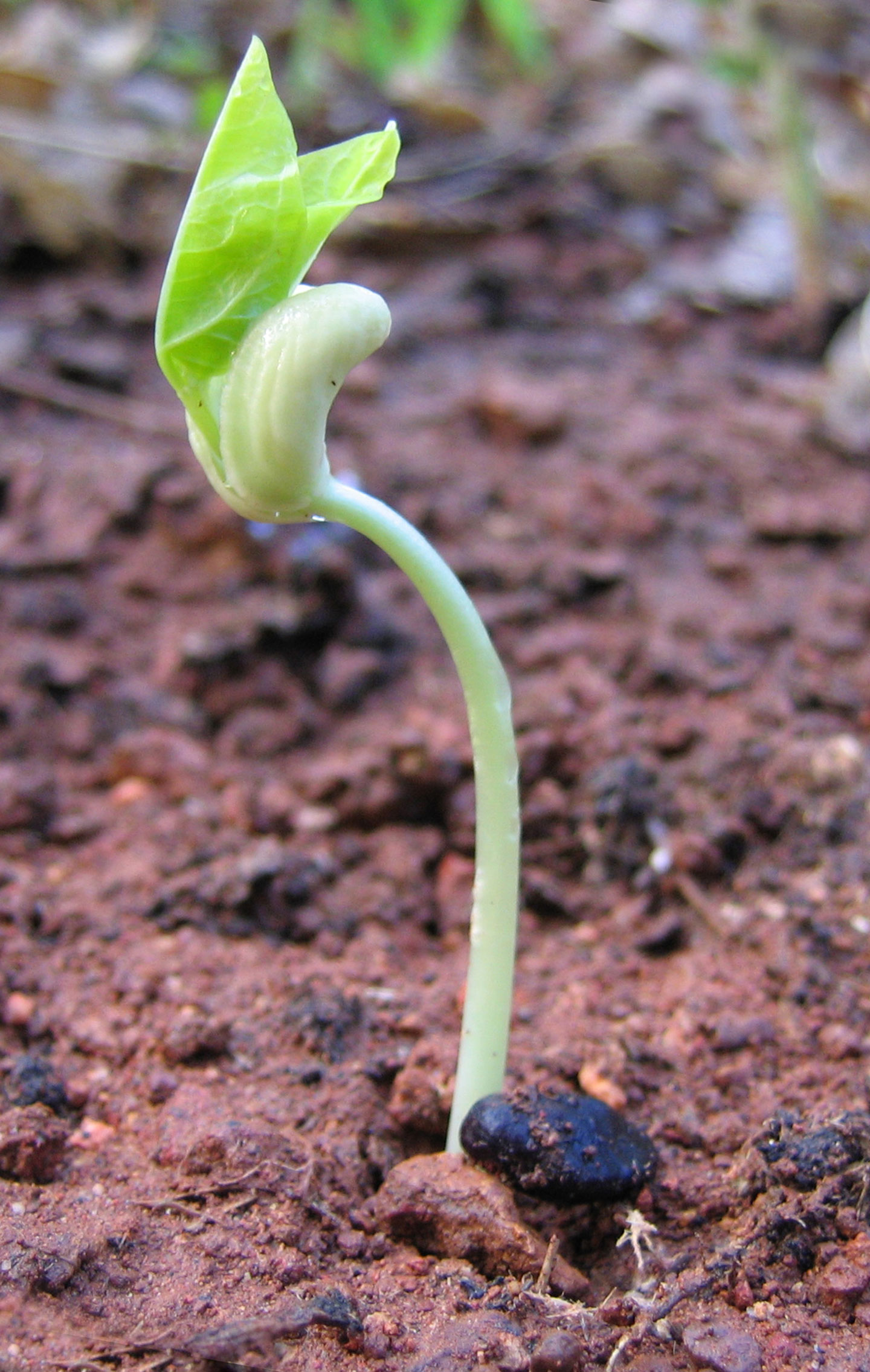 Pea Seed Germinating